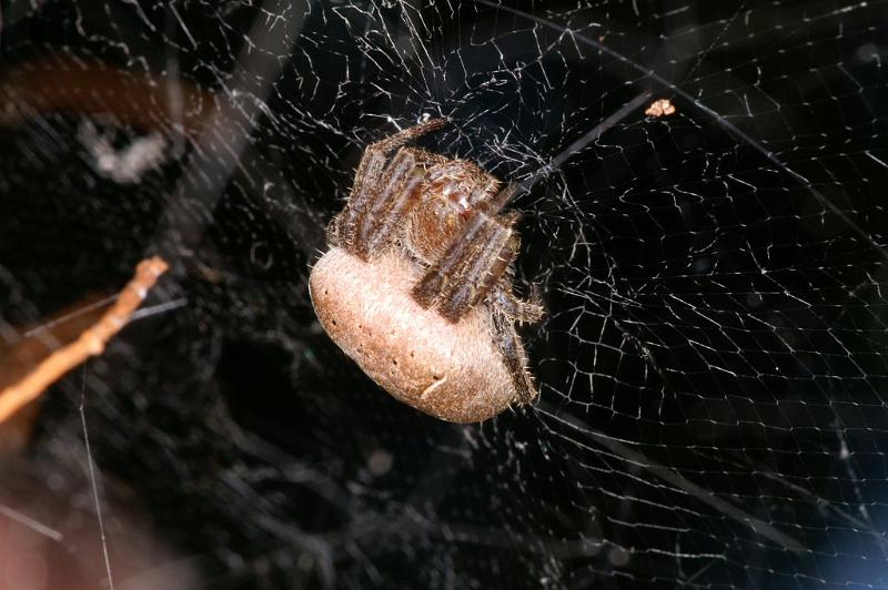 Cyrtophora_exanthematica_D4062_Z_88_Coochi island_Australie.jpg